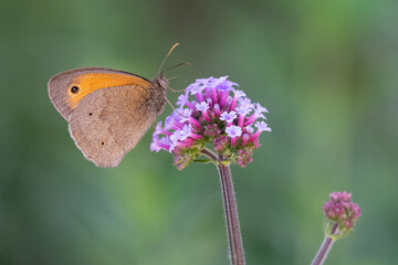Meadow brown butterfly (Maniola jurtina) feeding on a purple flower in summer. Beautiful British insect portrait.