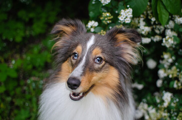 Cute brown tricolor dog sheltie in flowering bush. Puppy shetland shepherd in spring park in white...