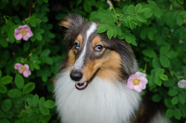 Cute brown tricolor dog sheltie in flowering bush. Puppy shetland shepherd in spring park in pink flowers dog-rose or brier 