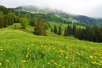 Meadow bellow Hruski vrh in Karavanke mountains in Gorenjska, Slovenia with common dandelion...