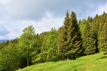 Conifer and broadleaf trees at the forest edge and a meadow in front and clouds in the sky in Karavanke mountains