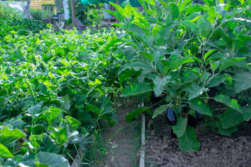 plants in the garden