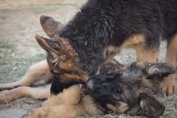 German shepherd puppies playing in garden.