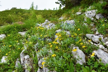 Alpine wild garden with yellow horseshoe vetch (Hippocrepis comosa) flowers in Julian alps