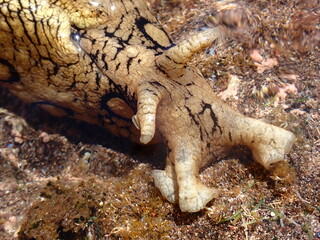 Sea hare (Aplysia dactylomela) close-up in Atlantic tide pool in Gran Canaria, Spain