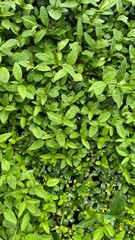 plant leaf water drop garden texture background