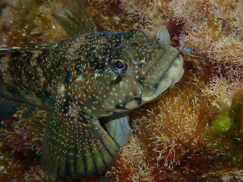 Rock goby (Gobius paganellus) fish underwater photo in Gran Canaria, Spain