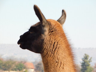 Closeup photograph of a Llama face from the back of his head angle, shimmering in the sunlight. The Llama is brown in color with a black face and ears. 