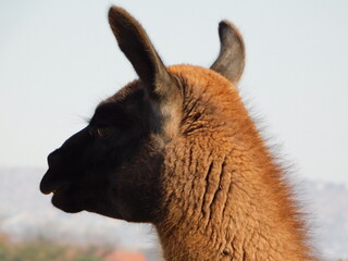 Closeup photograph of a Llama face shimmering in the sunlight. The Llama is brown in color with a black face and ears. 