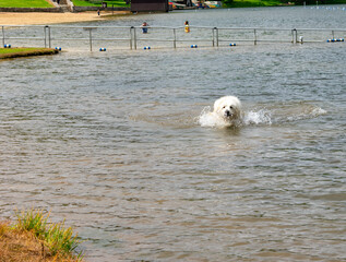 Harrison Our Great Pyrenees Rescue Dog