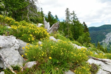 Yellow Genista radiata flowers growing in the mountains of Julian alps and Triglav national park,...