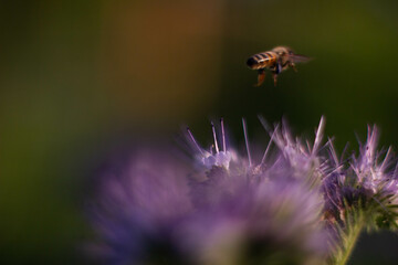 bee on a flower