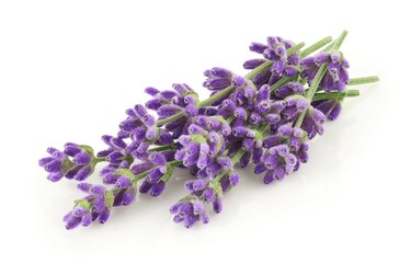 Obraz premium Lavender flowers isolated on white background