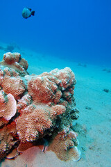 Colorful, picturesque coral reef at bottom of tropical sea, hard corals and dascylus fish, underwater landscape