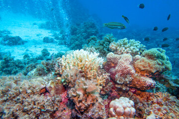 Naklejka na ściany i meble Colorful, picturesque coral reef at the bottom of tropical sea, hard corals and and a lot of air bubbles, underwater landscape