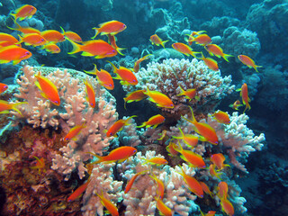 Fototapeta na wymiar Coral reef with shoal of exotic fishes anthias at the bottom of tropical sea, underwater landscape
