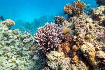 Colorful coral reef at the bottom of tropical sea, hard corals, underwater landscape