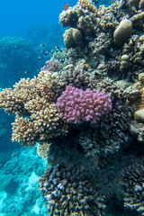 Fototapeta na wymiar Colorful, picturesque coral reef at bottom of tropical sea, hard corals, underwater landscape