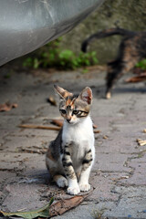 Naklejka na ściany i meble Turkish stray kitten. Homeless kitten. Istanbul Turkey, 