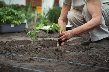 Fototapeta premium Senior caucasian woman planting tomato seedlings in the soil. Spring work in the garden