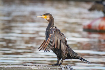 Bristol architecture