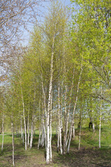 Summer young birch forest with fresh grass.