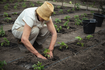 Senior caucasian woman planting tomato seedlings in the soil. Spring work in the garden