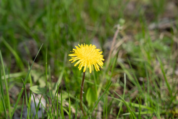 Closed bud of a dandelion. Dandelion yellow flower in green grass.