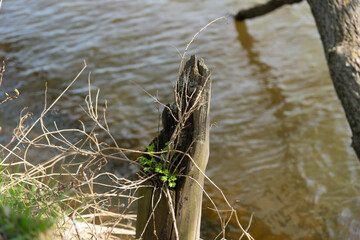An old snag with green plant.