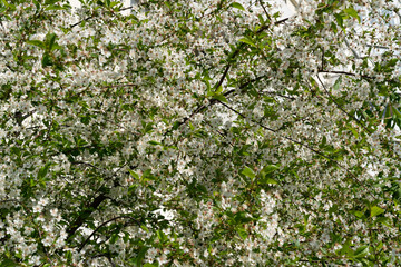 A lot of white cherry flowers in summer.