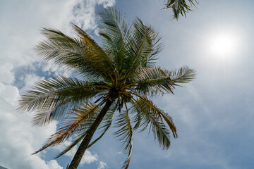 Fototapeta na wymiar blue sky in sunny day with palm tree