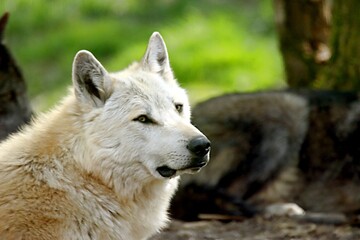 Fototapeta premium loup