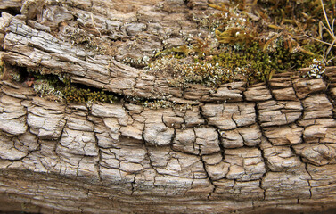 Detail of the bark of a dead old tree with moss and lichen in Leon, Spain