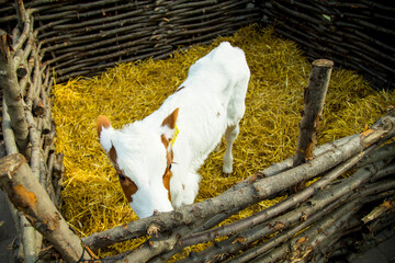 Calf in a paddock at an eco farm, horned animal, artiodactyl animal, domestic cow. Eco products