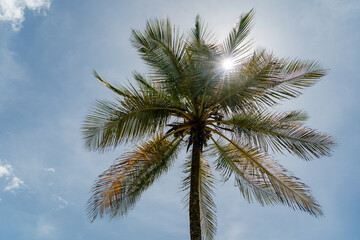 blue sky in sunny day with palm tree
