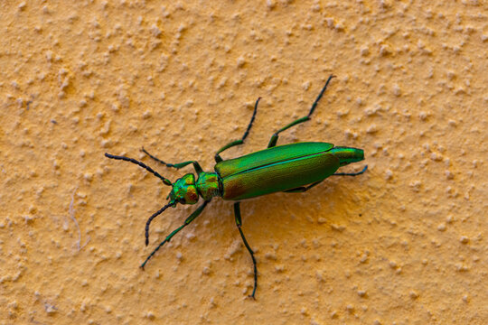 Macro di Lytta vesicatoria, iridescent green insect on yellow background