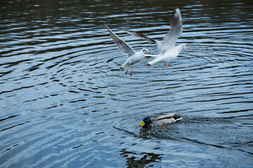 Seagulls on the lake. Birds over the river in the park