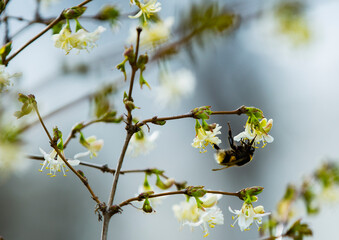 Bees collect sweet spring nectar