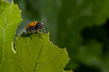 Lachnaia italica, fake ladybug, leaf beetle which causes damage to agriculture
