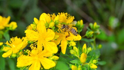 Bee on Hypericum flowers Hypericum perforatum or St John's wort. - obrazy, fototapety, plakaty
