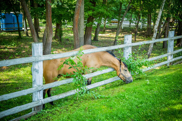 Horses grazing in a field near the paddock