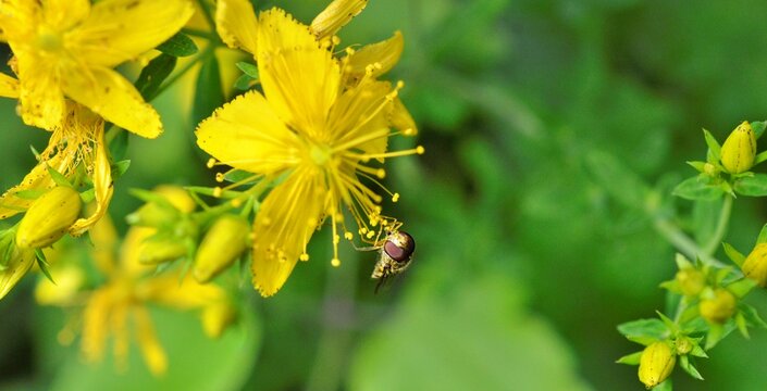 Hoverfly on Hypericum flowers Hypericum perforatum or St John's wort.
