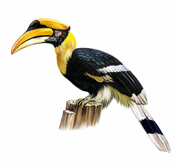 Indian hornbill (Anthracoceros coronatus)