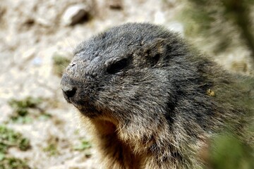 Naklejka na ściany i meble marmotte