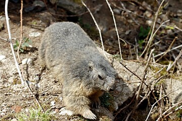marmotte