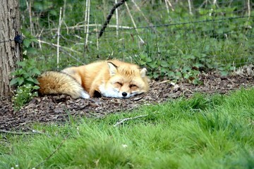 renard
