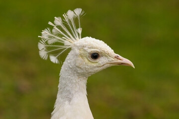 Pfau