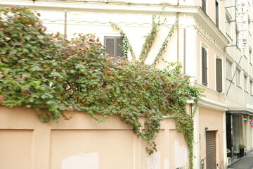  edificio antiguo , lleno de plantas