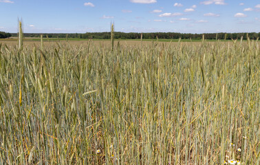 A grainfield with wheat and awn in the foreground with blue sky, concept for tight of cereals