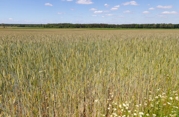A grainfield with wheat and awn in the foreground with blue sky, concept for tight of cereals